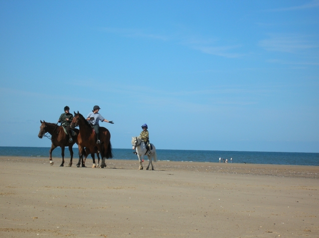 File:Horses on Holkham beach - geograph.org.uk - 543980.jpg