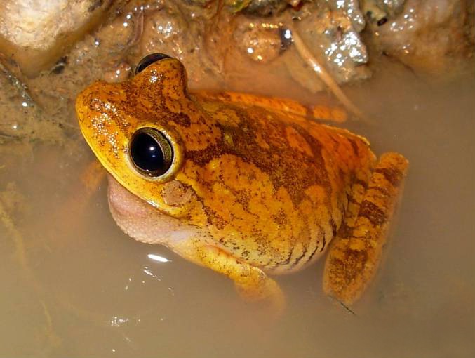 File:Hypsiboas crepitans01b.jpeg