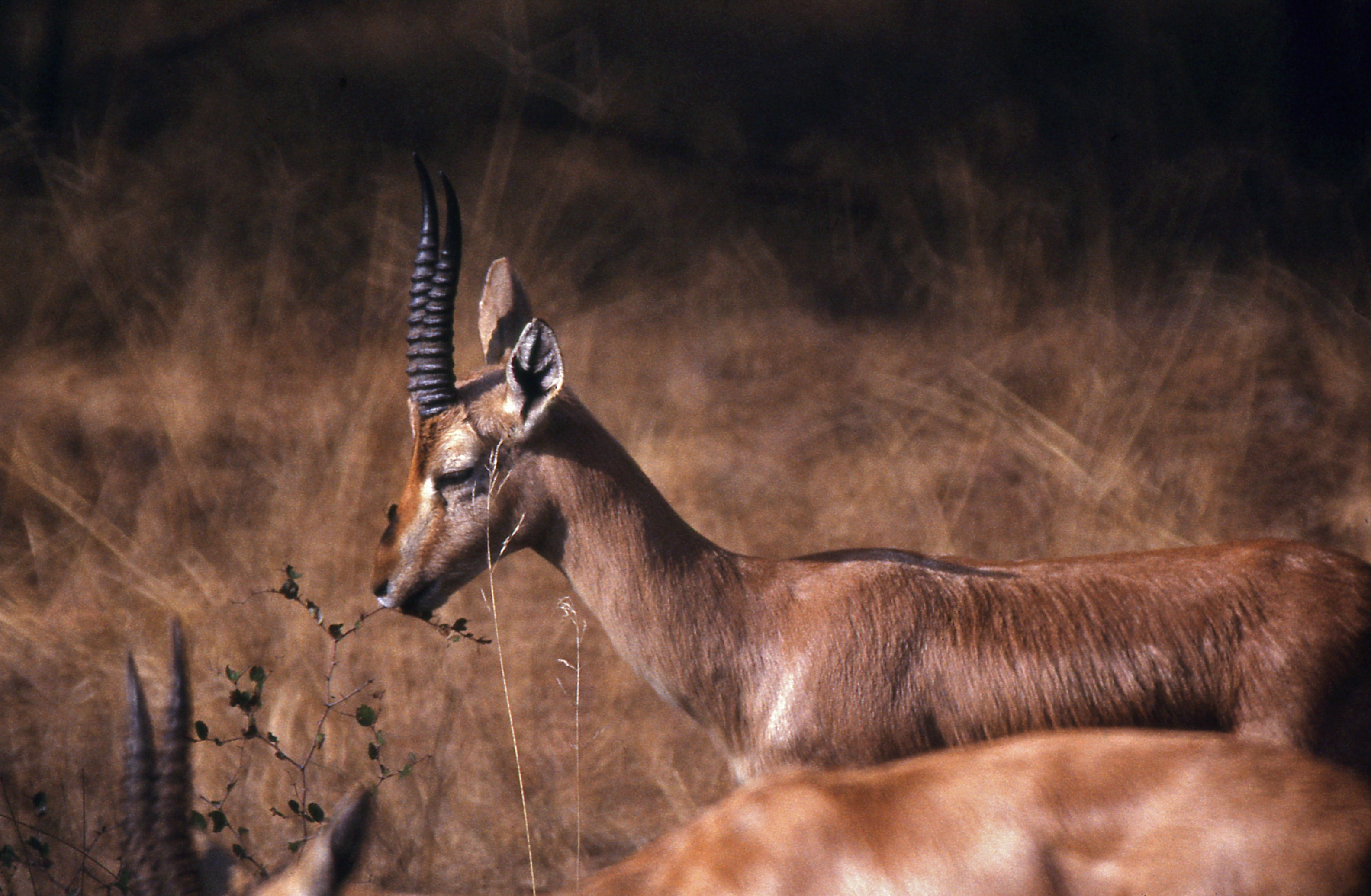 Indian Gazelles (Gazella bennettii) (19726416684).jpg