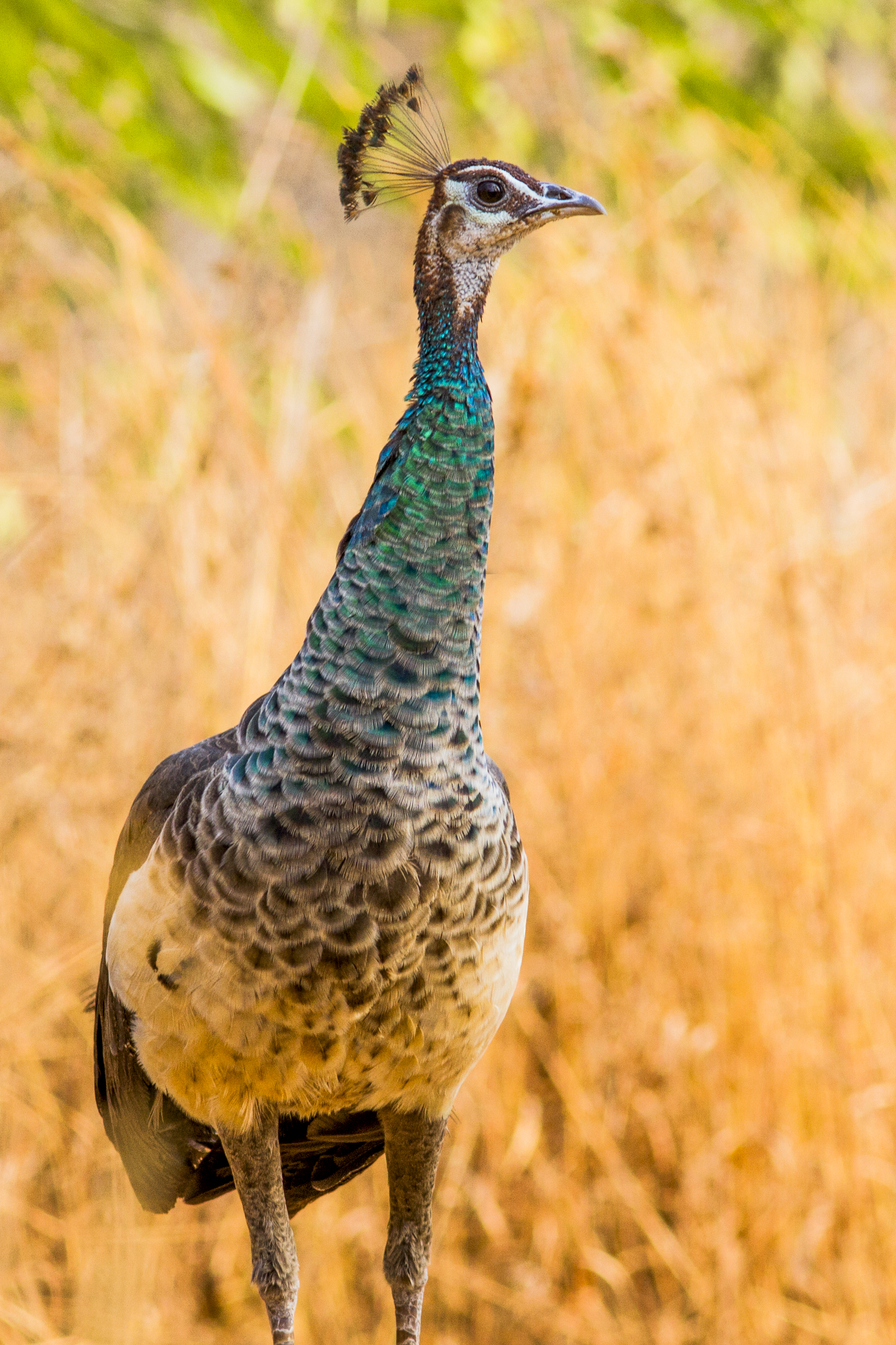 Indian peafowl - Wikipedia