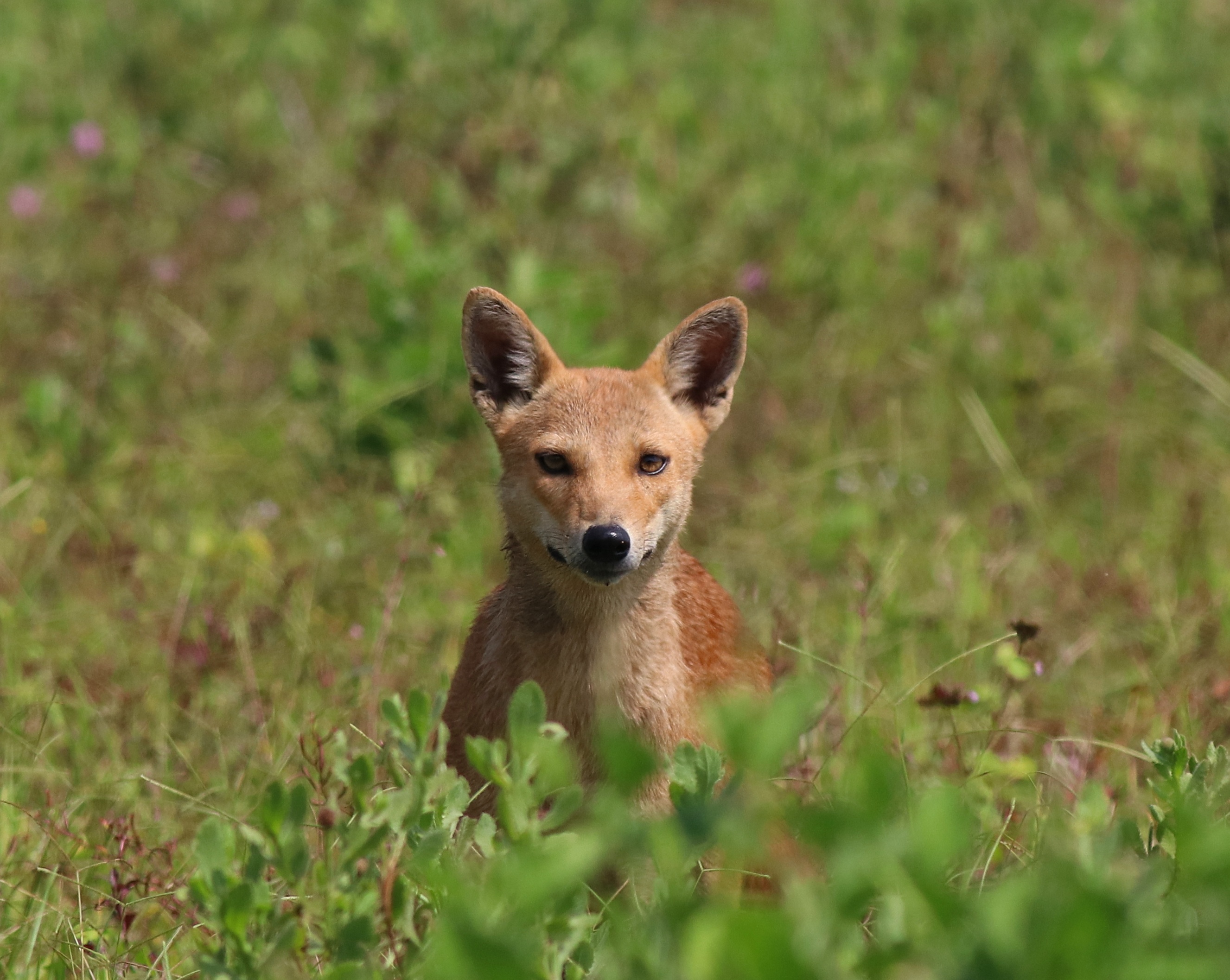 Золотой шакал 2. Canis aureus.