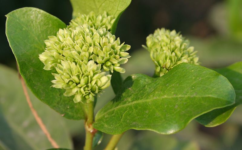 File:Ixora pavetta W IMG 7065.jpg