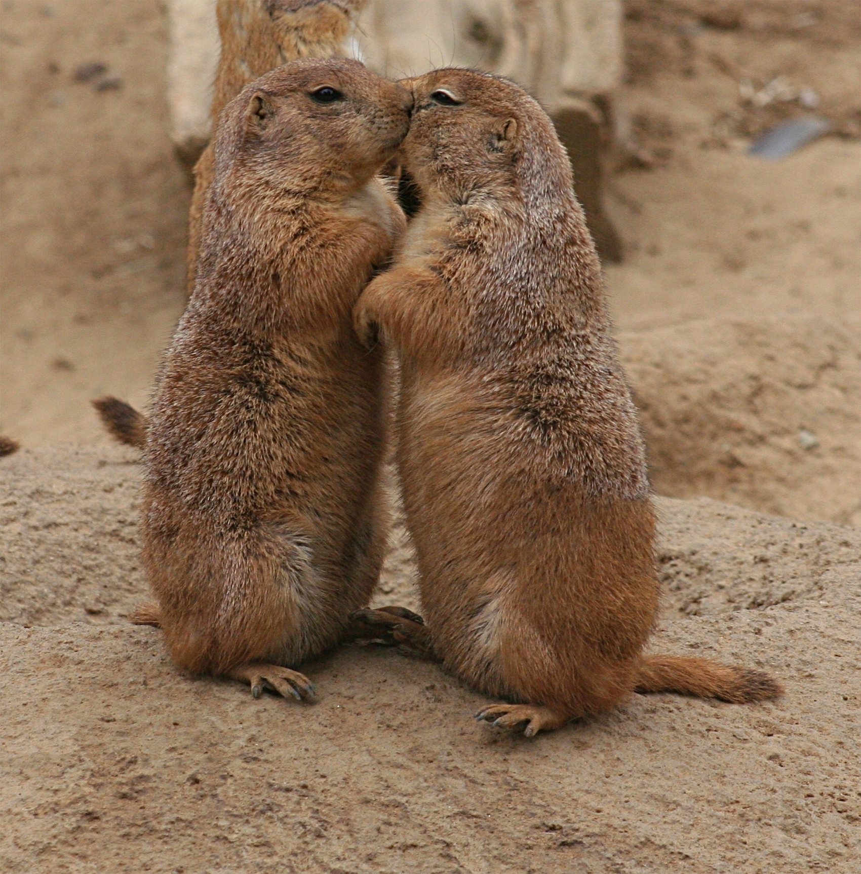 File:Kissing prairie  - Wikimedia Commons