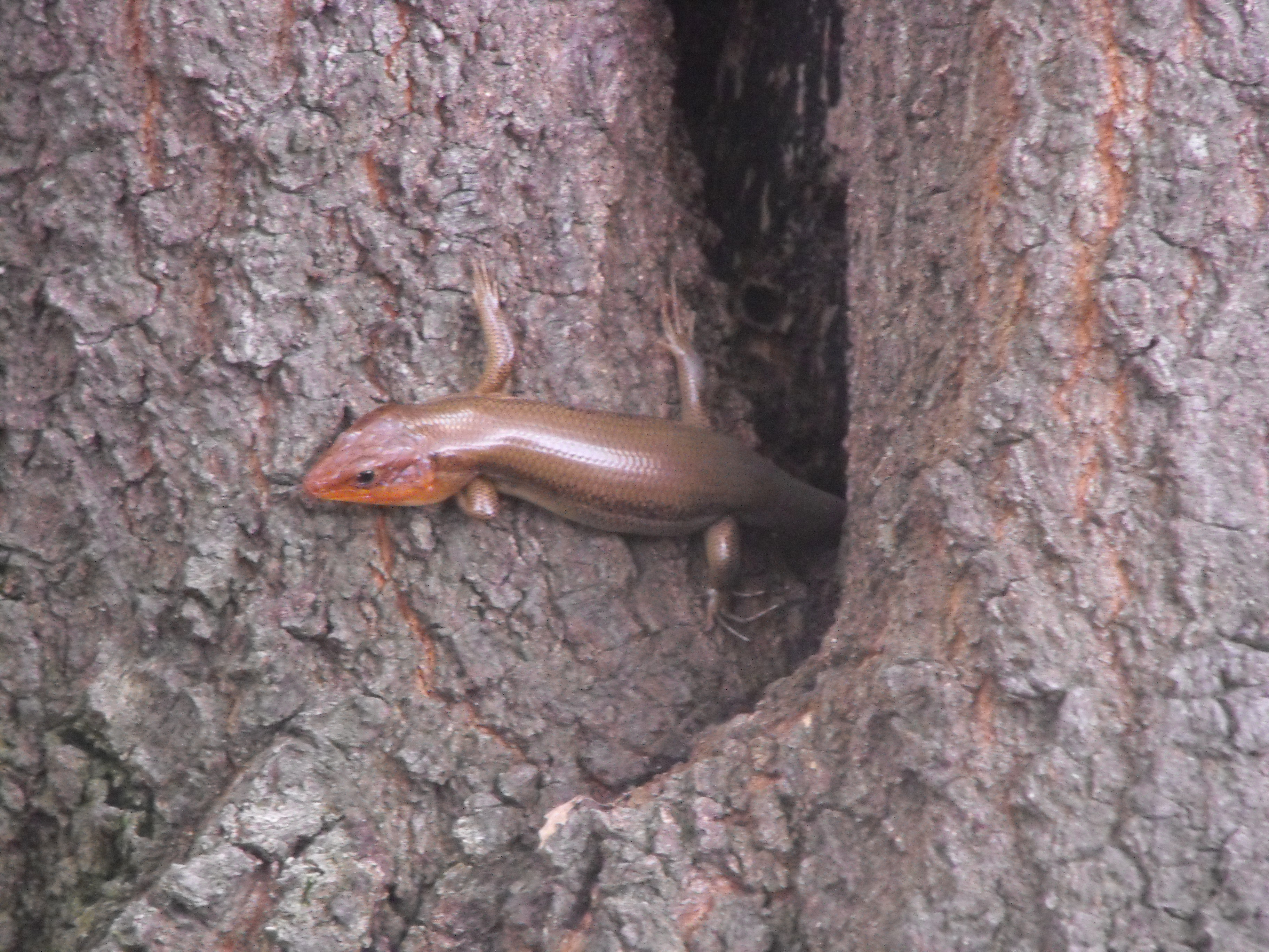 Filelizard In A Tree In My Backyardjpg Wikimedia Commons