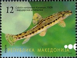 <i>Cobitis vardarensis</i> Species of fish