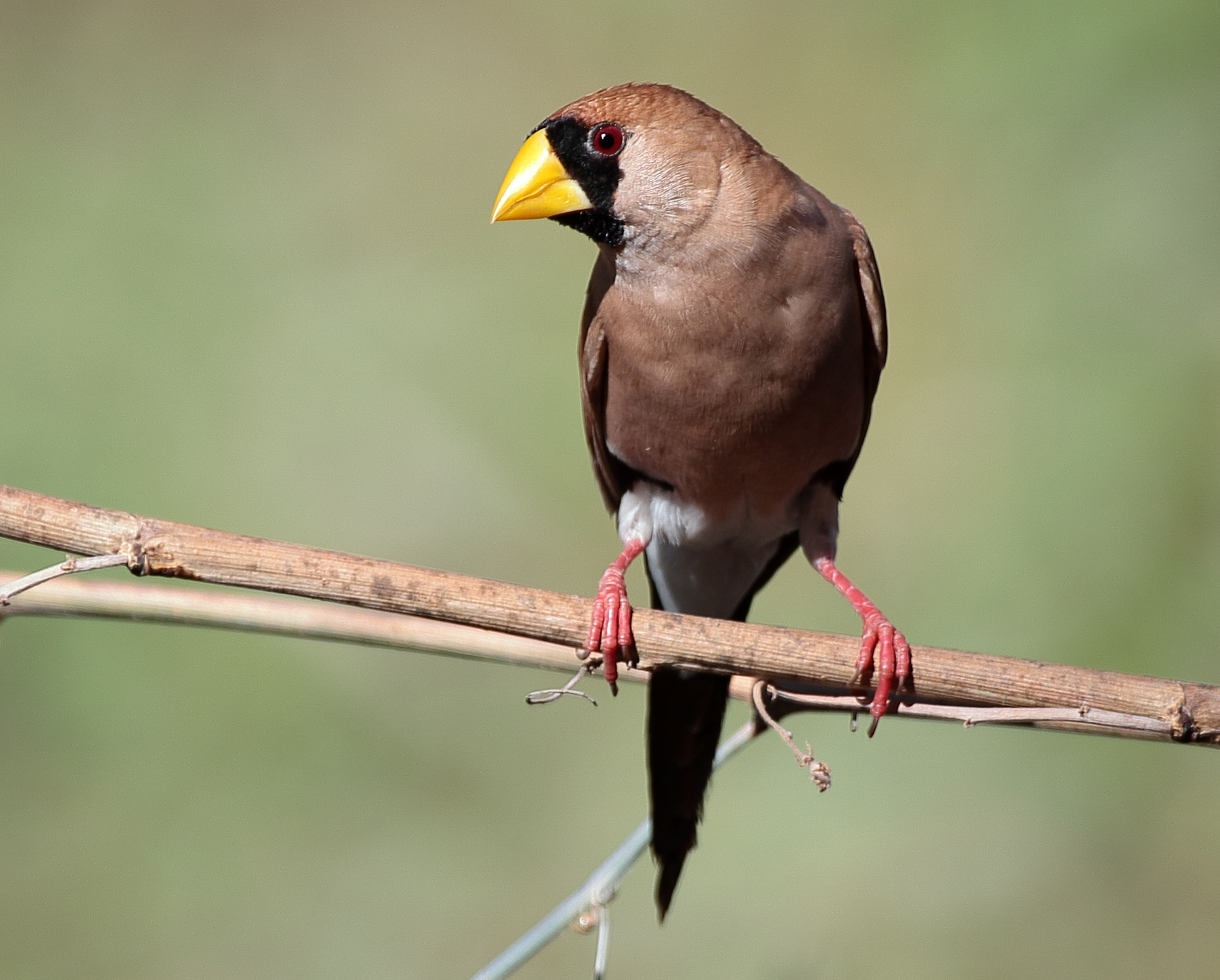 Masked_Finch_7355-2.jpg