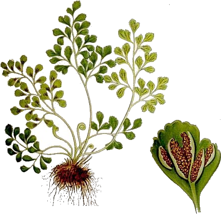 File:Mur-ruta Asplenium ruta-muraria L.png