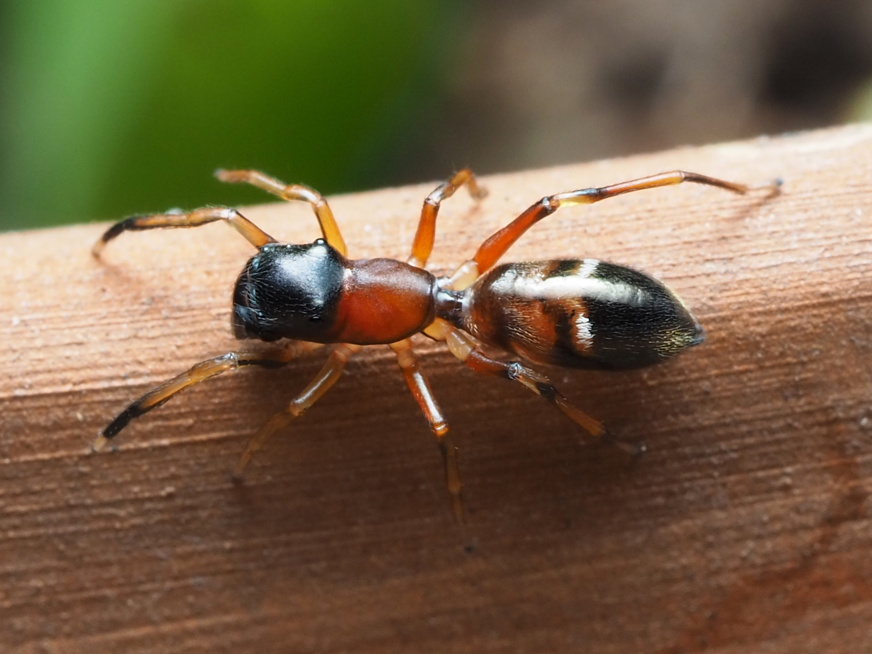 Fourmis araignée