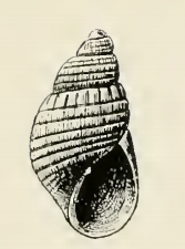 <i>Odostomia sapia</i> Species of gastropod