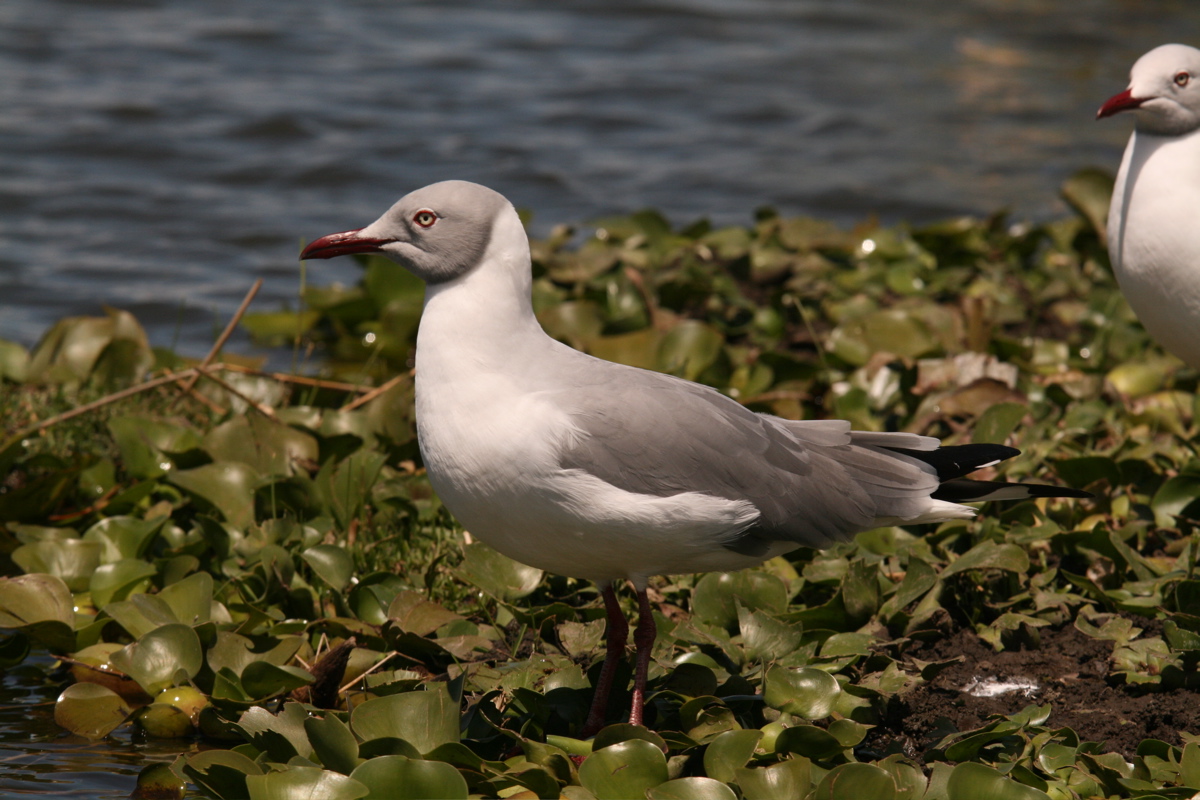 File:Oiseau.jpg - Wikipedia