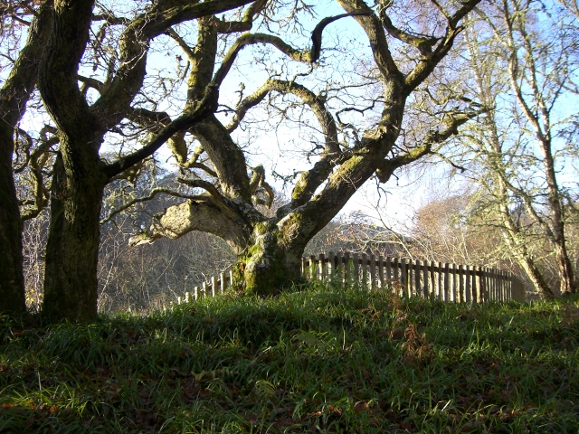 File:Old tree - on the edge - geograph.org.uk - 1599549.jpg