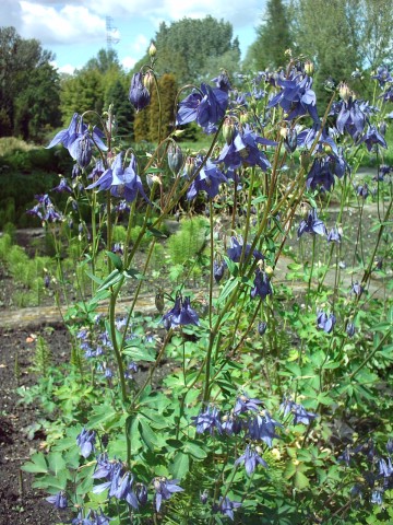 File:Orlik pospolity Aquilegia vulgaris.jpg