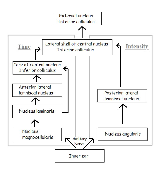 File:Owl sound localization parallel processing in brain.jpg