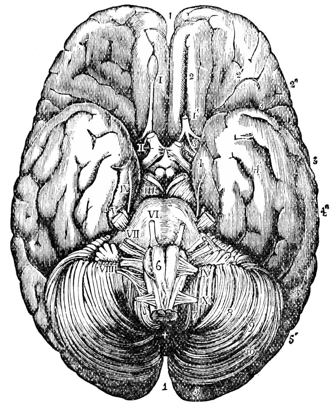 Old Engraved Illustration Of Human Brain Base Of The Brain High-Res Stock  Photo - Getty Images