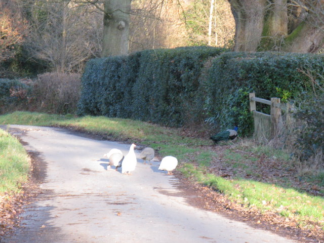 File:Peacock and Peahens - geograph.org.uk - 1134525.jpg