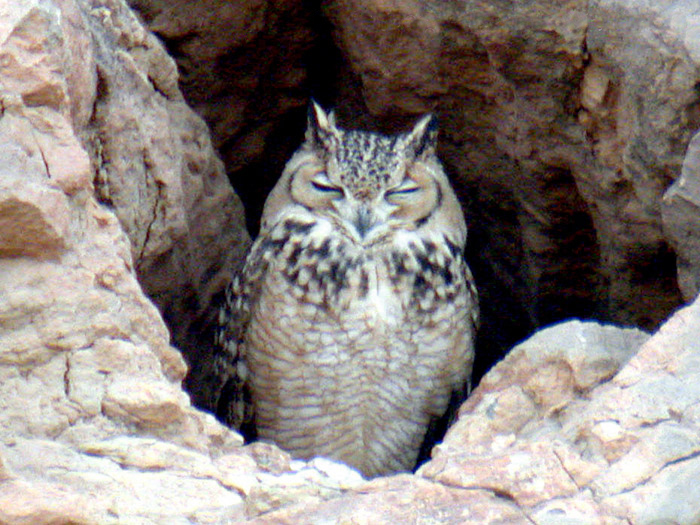 File:Pharaoh eagle owl l.jpg