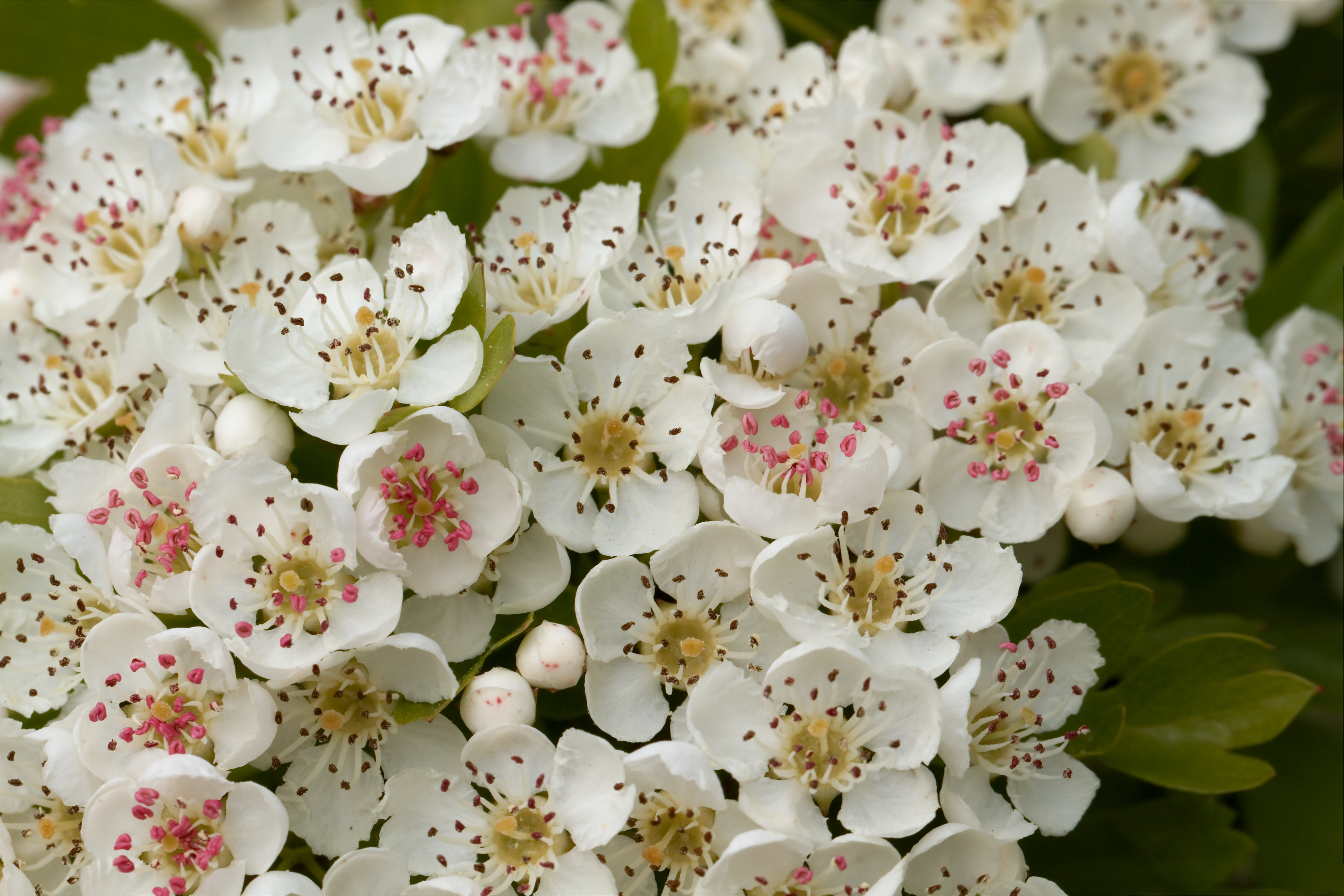 Espino blanco estreñimiento