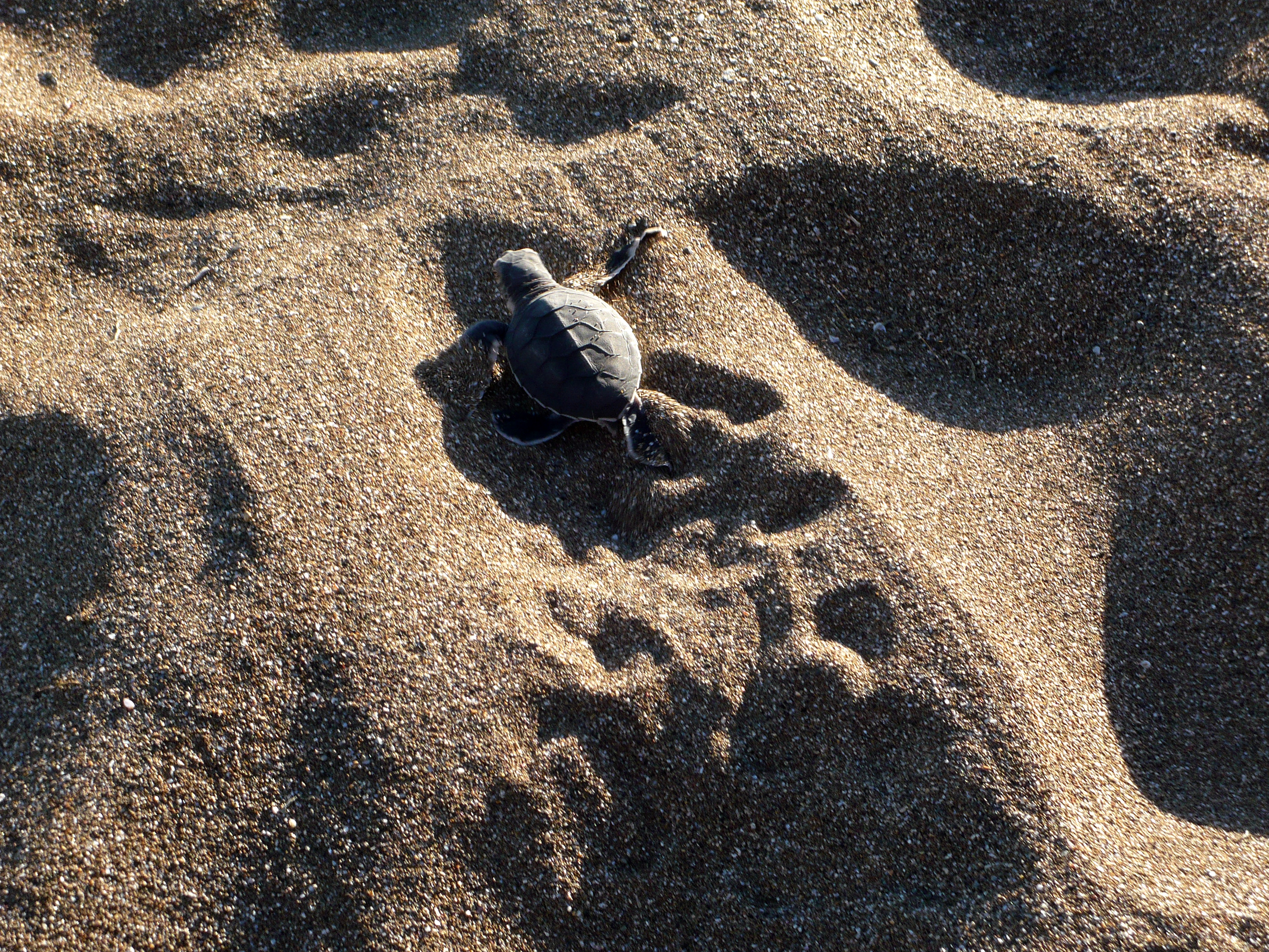 Bébé Tortue