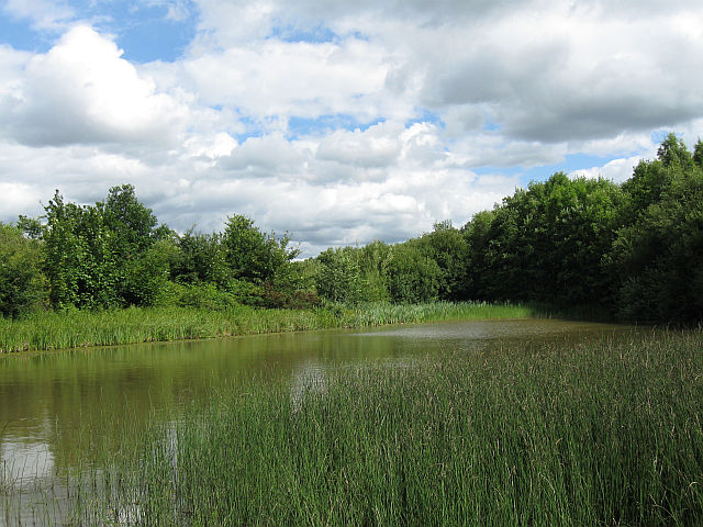 File:Pond at New Lount Nature Reserve - geograph.org.uk - 3617630.jpg