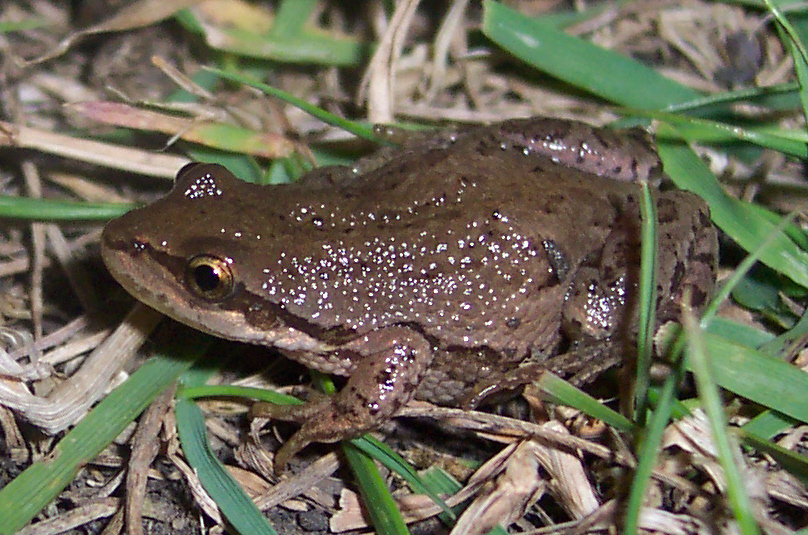 La rainette faux-grillon : une petite grenouille à protéger - Blogue de  GUEPE