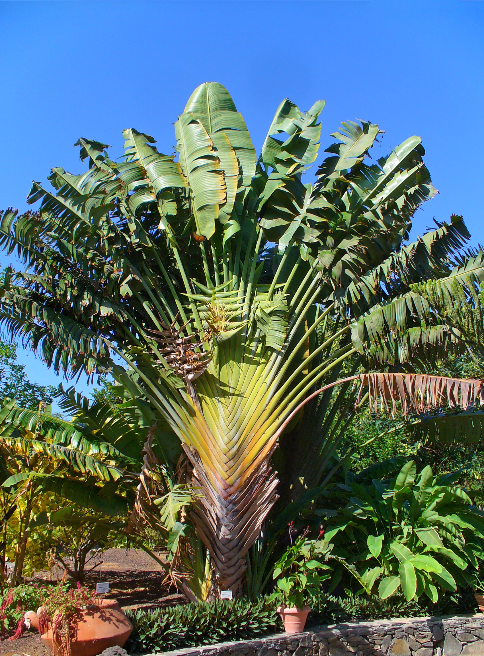 Ravenala madagascariensis Sonn: a) whole plant; b) fruits; c) Pericarp;