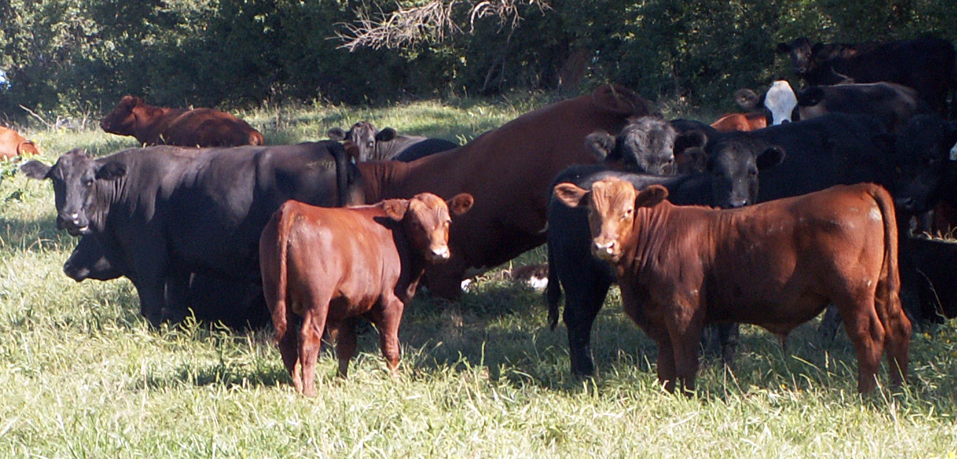 File:Ternera a la llanera.jpg - Wikipedia