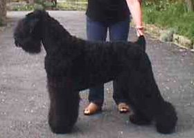 Black Russian Terrier Dog breed