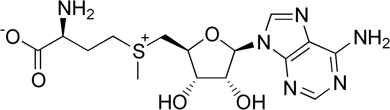 S-adenosyl methionine