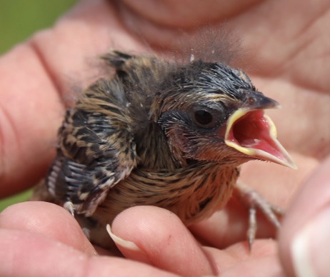 File:Saltmarsh sparrow chick (50141016208) (cropped).jpg