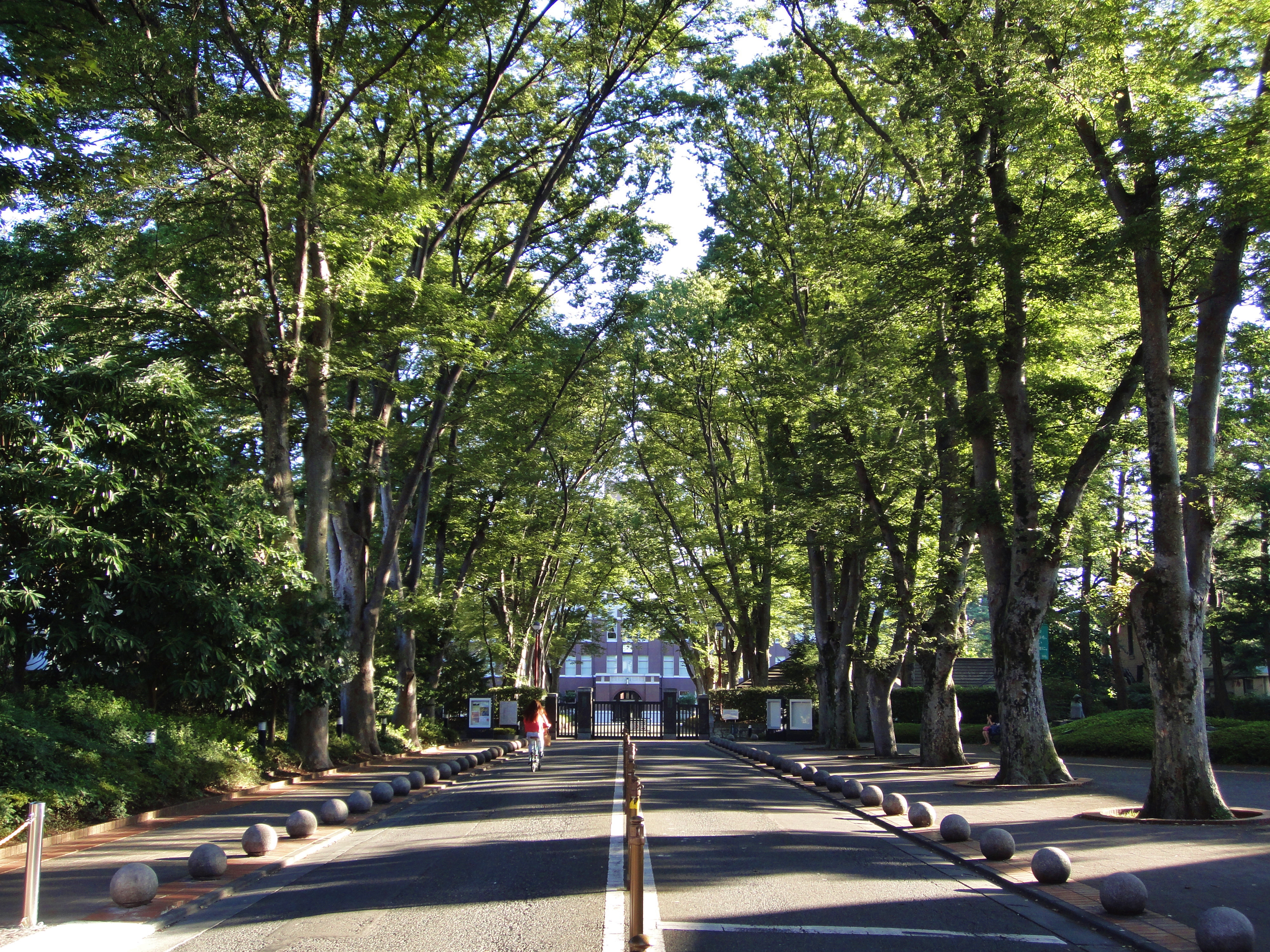 ファイル Seikei University Zelkova Trees 1 Jpg Wikipedia