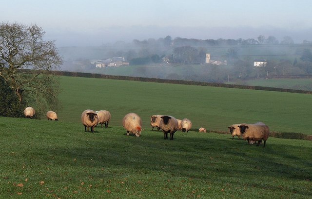 File:Sheep, Sampford Courtenay (geograph 2767052).jpg