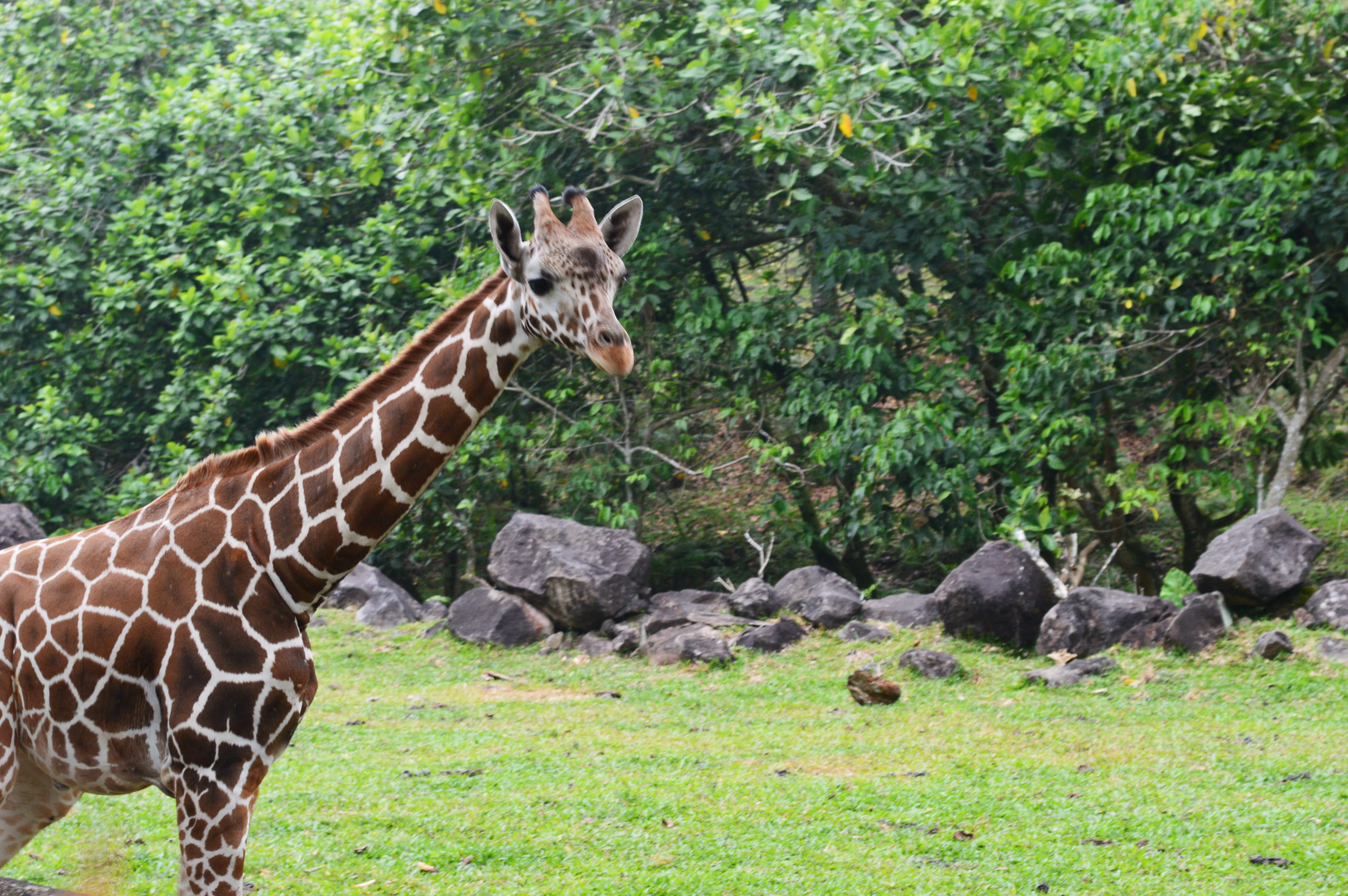 Taman Safari Indonesia 2 Wikipedia Bahasa Indonesia Ensiklopedia Bebas