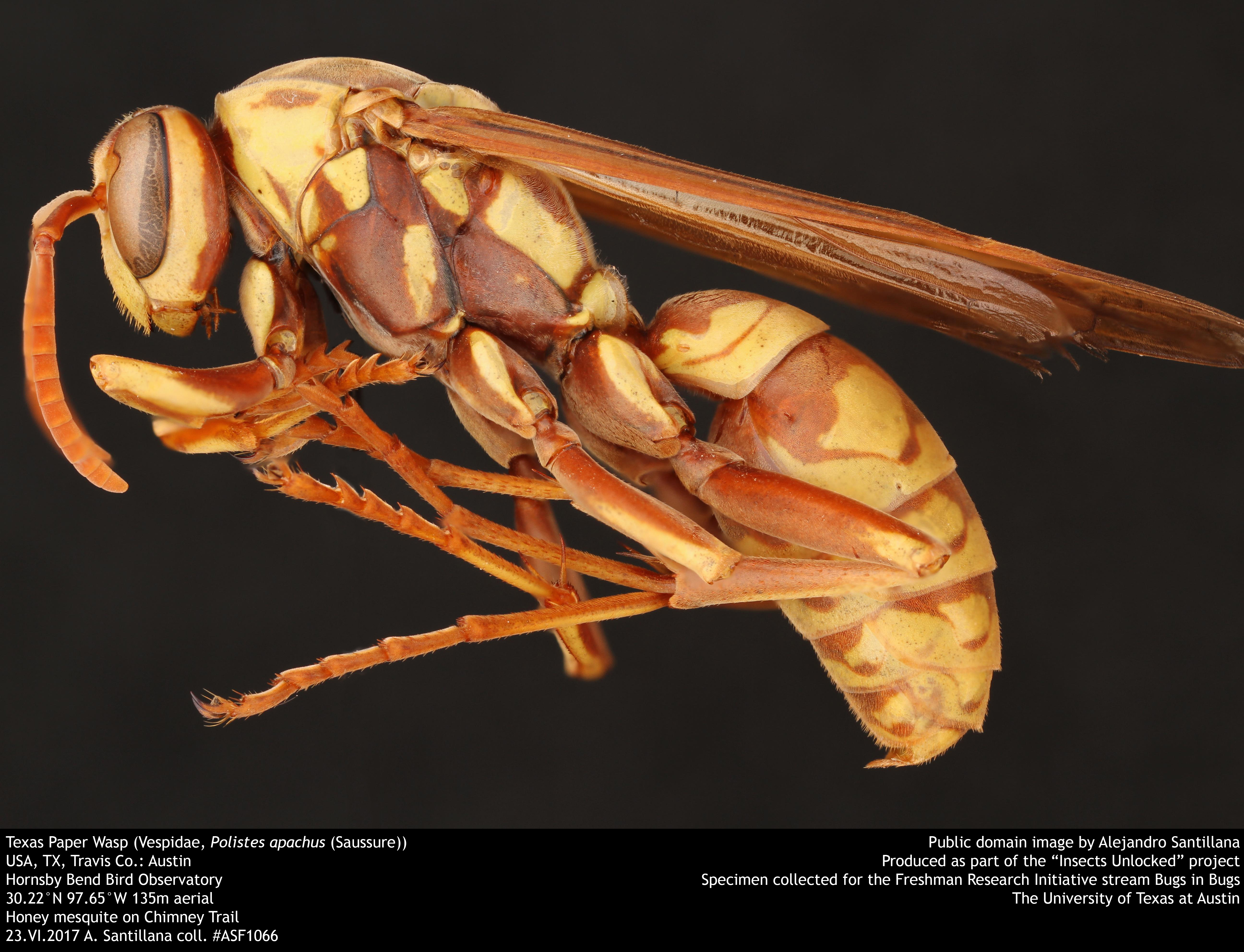 Polistes carolina - Wikipedia