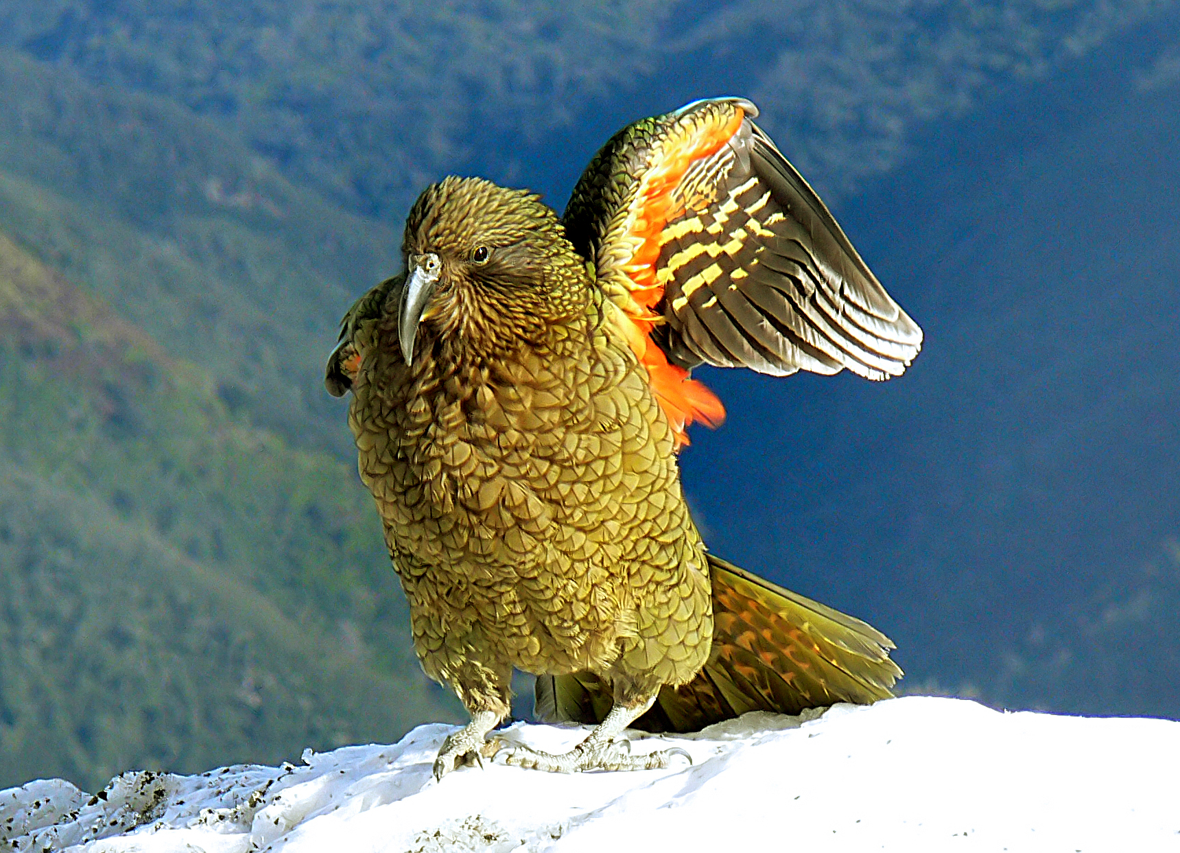 Попугай хищник. Горный попугай Кеа. Птица Кеа новая Зеландия. Хищный попугай Кеа.