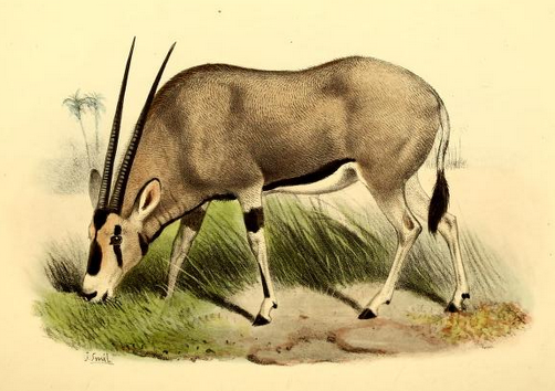 File:The book of antelopes (1894) Oryx beisa.png