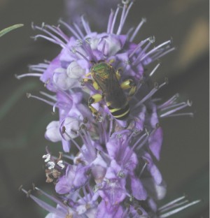 File:Vitex2180.jpg