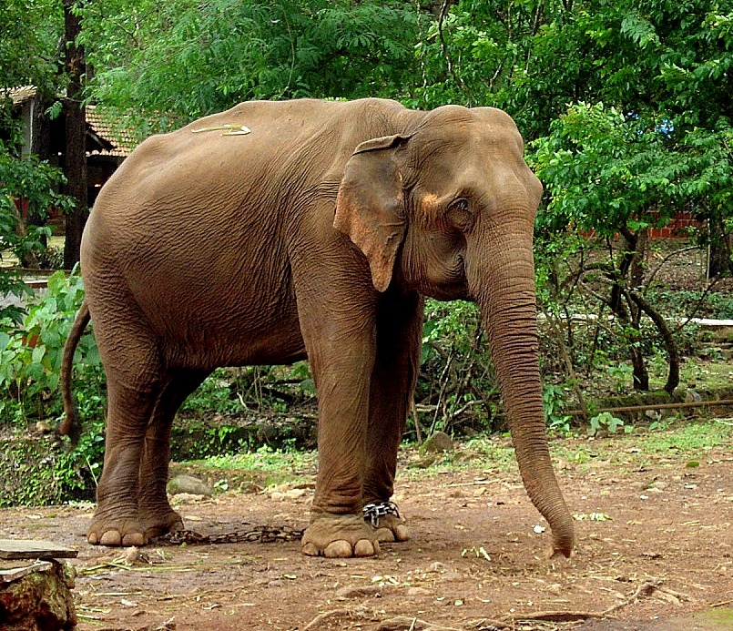 Погоняло для слона 5 букв сканворд. Цейлонский слон. Слон поклон.