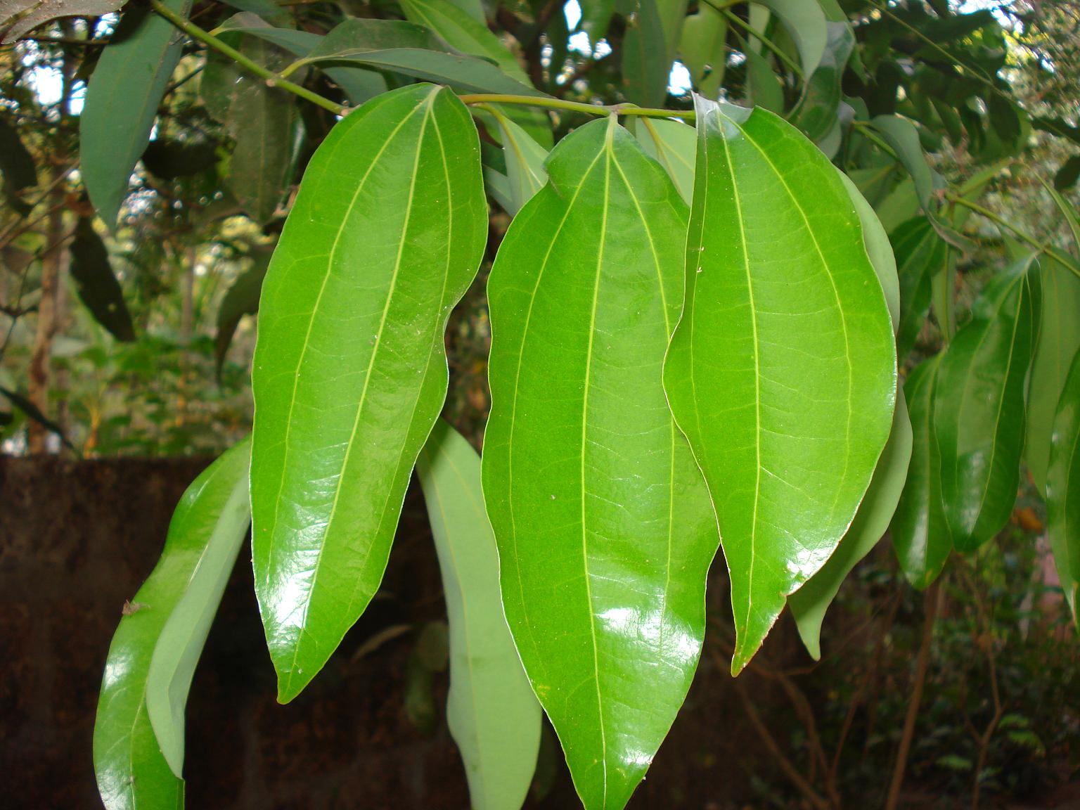 File:കറുവ ഇലകൾ.JPG - Wikimedia Commons