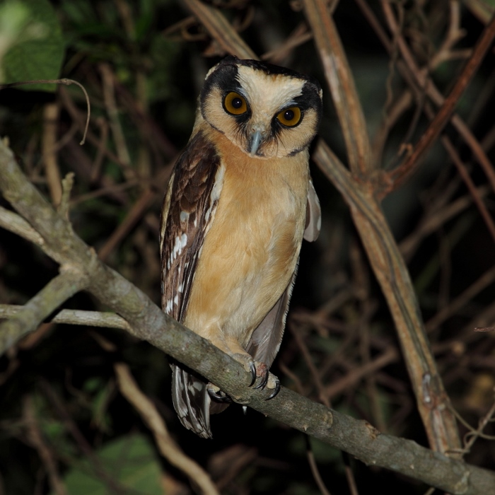 Aegolius harrisii-Buff-fronted Owl.jpg