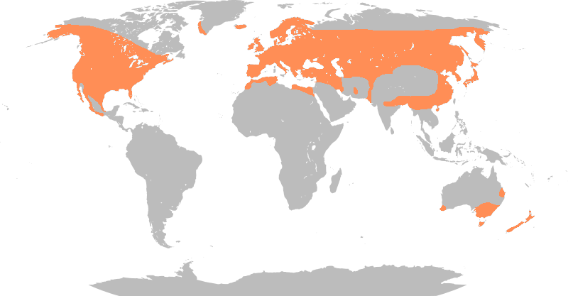 File:Anas platyrhynchos distribution map.png