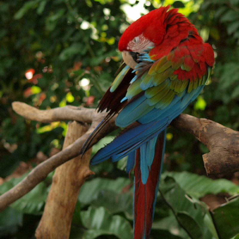 Красноспинный ара. Macaw's Furniture. Macaw's Bridges.