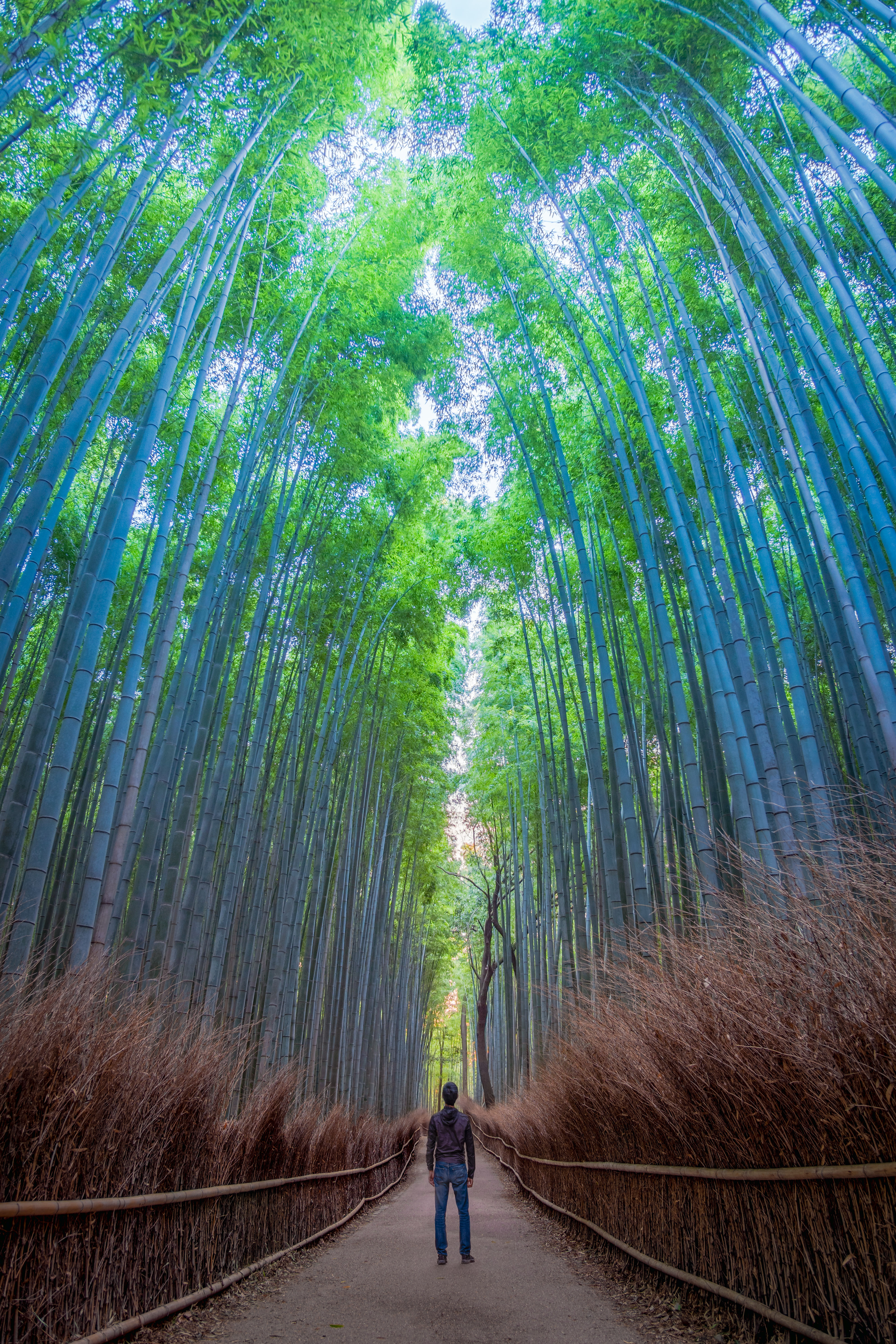 The Serene Symphony of Arashiyama