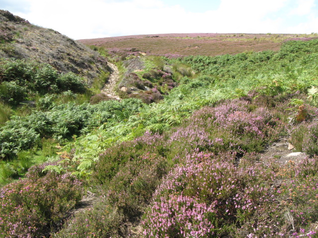 File:Backstone Cleugh (4) - geograph.org.uk - 1535523.jpg