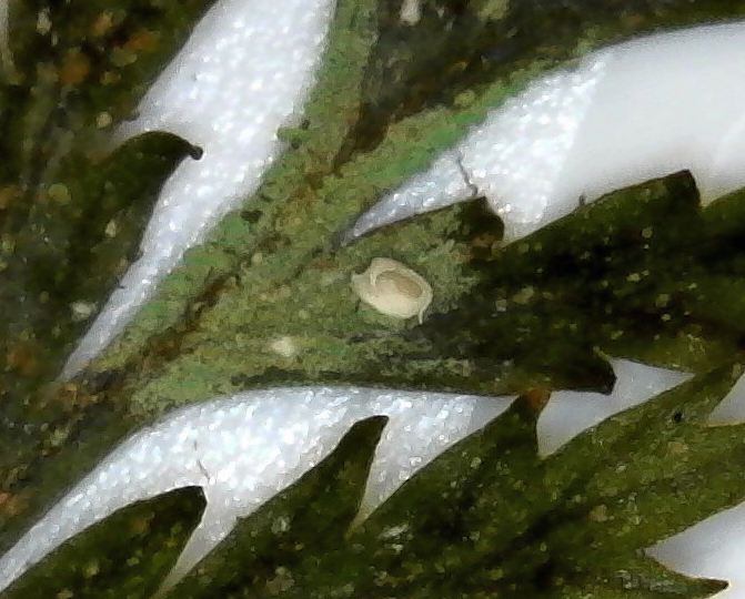 File:Badimiella pteridophila 31365028.jpg