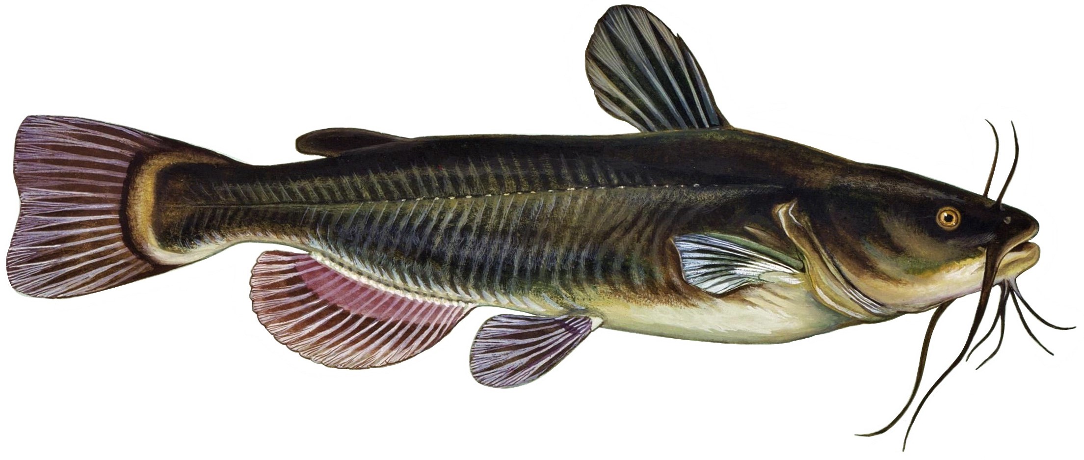 File:Black bullhead fish (white background).jpg - Wikipedia