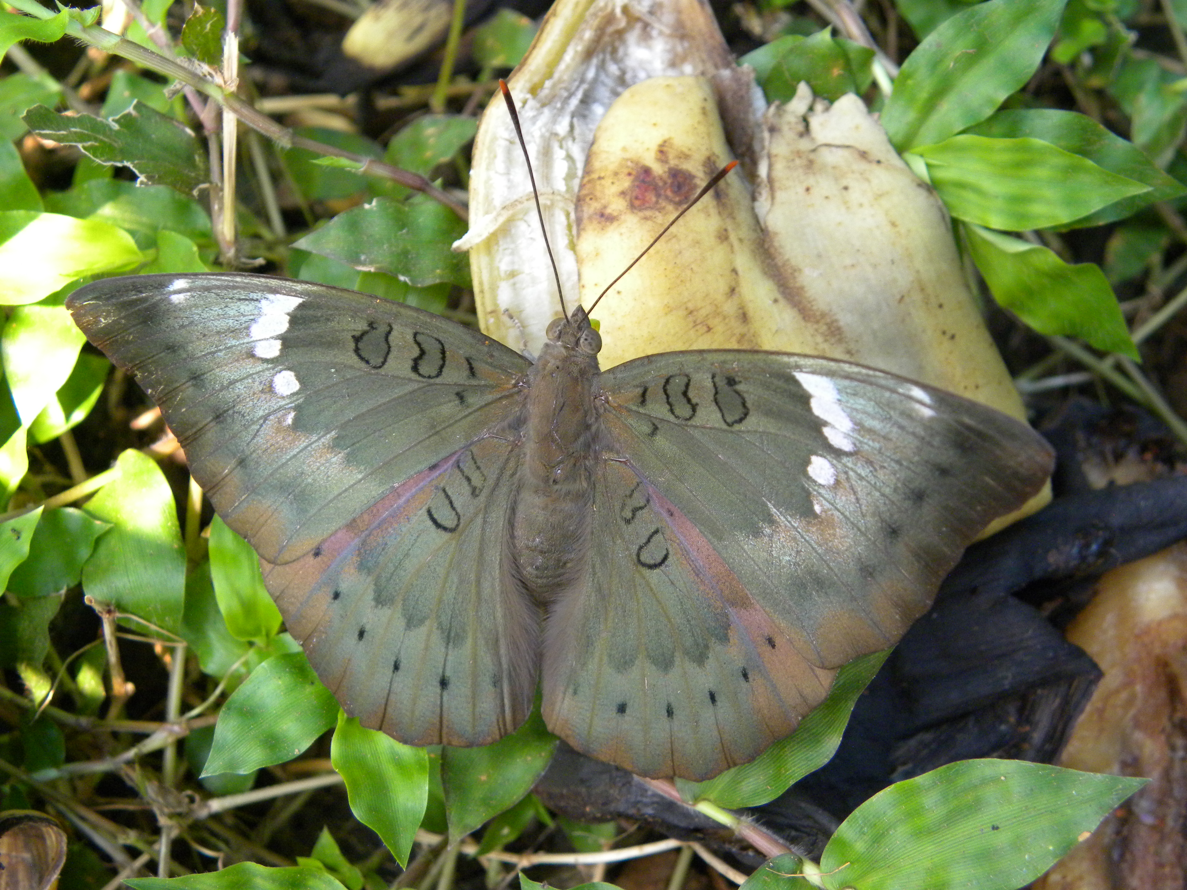 Бабочка на букву п. Euthalia aconthea гусеница. Бабочки Euthalia Evelina. Euthalia aconthea.