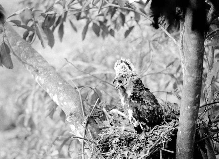 File:COLLECTIE TROPENMUSEUM Een jonge slangenbuizerd (Spilornis) in afweerhouding Dampar Oost-Java TMnr 10006591.jpg