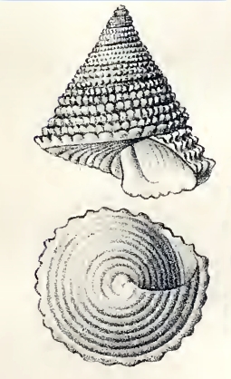 <i>Calliostoma sapidum</i> Species of gastropod