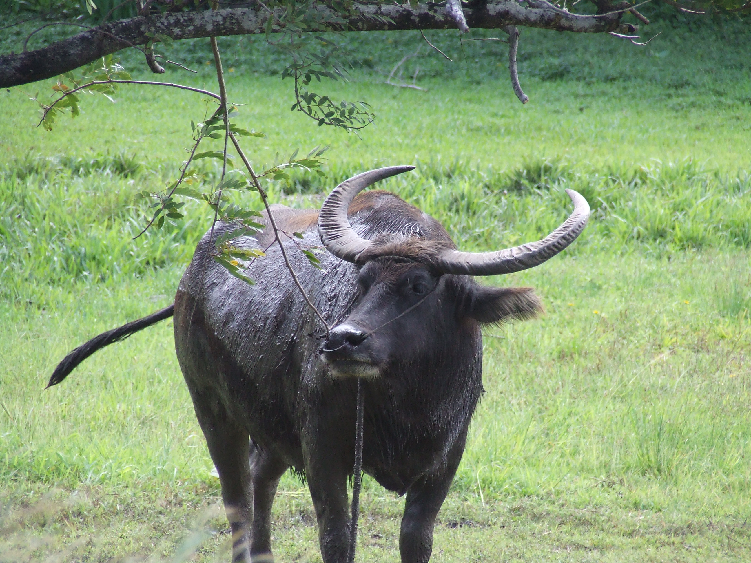 Mono Carayá, a native of South America. in the wild and natural state Stock  Photo - Alamy