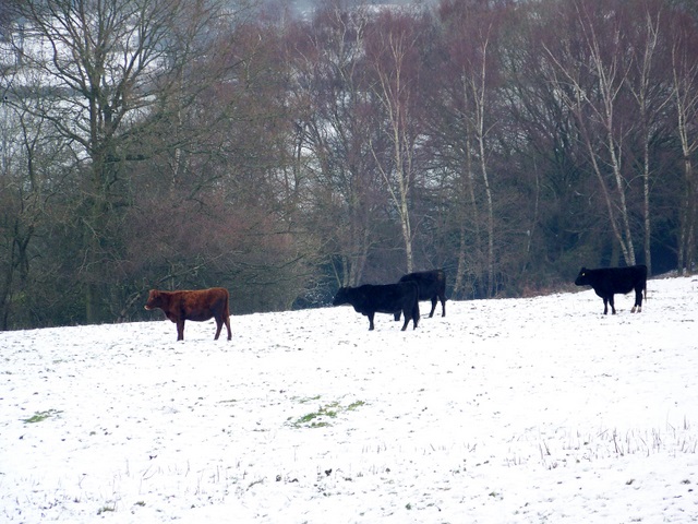 File:Cattle near Romsey - geograph.org.uk - 1659214.jpg